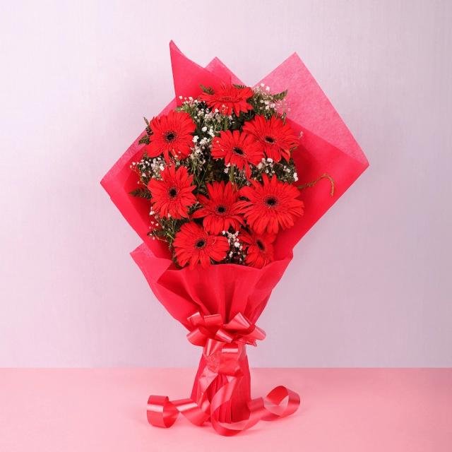 Red Elegance Gerbera Flowers  Bunch 
